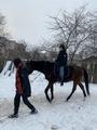 5В Экскурсия на частную конюшню «Лошадиный рай»