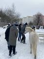 5В Экскурсия на частную конюшню «Лошадиный рай»