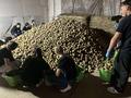 Учащиеся Козенской средней школы трудятся в студенческом отряде на базе КСУП «Козенки-Агро»