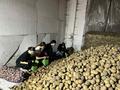 Учащиеся Козенской средней школы трудятся в студенческом отряде на базе КСУП «Козенки-Агро»
