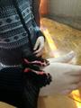 Посещение 5 классами выставки экзотических бабочек и краеведческого музея.