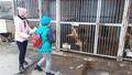 Посещение собачьего питомника 